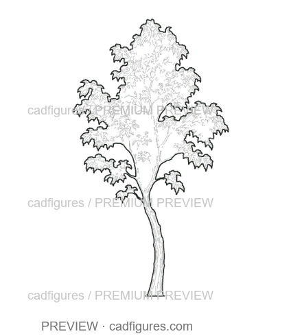 Preview: Sweet chestnut · young tree