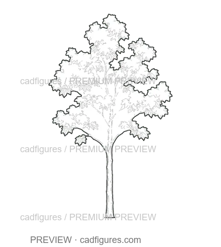 Preview: Horse chestnut · young tree
