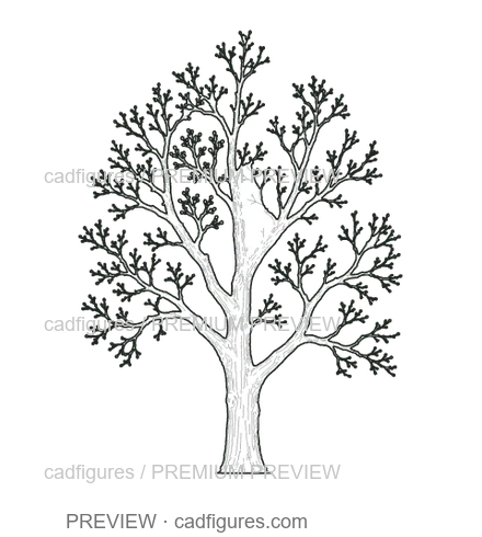 Preview: Horse chestnut · winter branches
