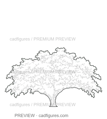 Preview: Japanese flowering cherry