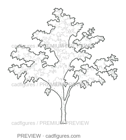 Preview: Japanese flowering cherry · young tree