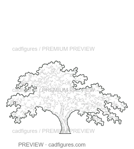 Preview: Japanese flowering cherry · flowering crown