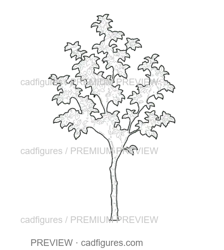 Preview: Crabapple · young tree
